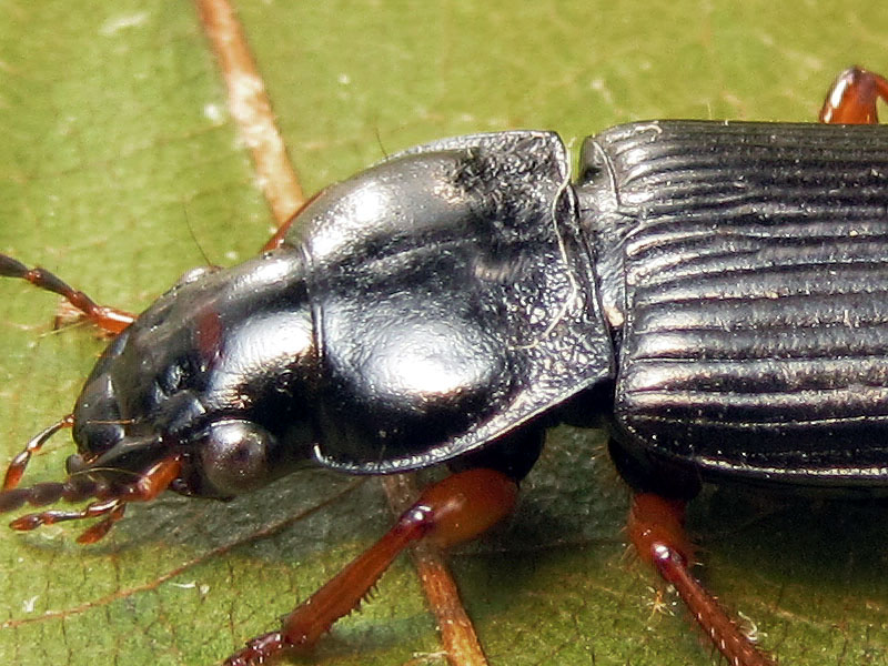 Carabidae:  Anisodactylus binotatus